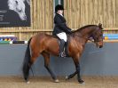 Image 64 in EAST ANGLIAN IBERIAN BREED SHOW 2016  