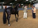 Image 7 in EAST ANGLIAN IBERIAN BREED SHOW 2016  