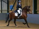 Image 95 in EAST ANGLIAN IBERIAN BREED SHOW 2016