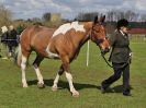 Image 108 in WORLD HORSE WELFARE SHOWING SHOW. 17 APRIL 2016