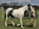 Image 109 in WORLD HORSE WELFARE SHOWING SHOW. 17 APRIL 2016