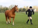 Image 11 in WORLD HORSE WELFARE SHOWING SHOW. 17 APRIL 2016