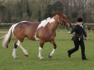 Image 115 in WORLD HORSE WELFARE SHOWING SHOW. 17 APRIL 2016