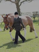 Image 121 in WORLD HORSE WELFARE SHOWING SHOW. 17 APRIL 2016