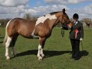 Image 122 in WORLD HORSE WELFARE SHOWING SHOW. 17 APRIL 2016