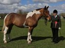 Image 123 in WORLD HORSE WELFARE SHOWING SHOW. 17 APRIL 2016