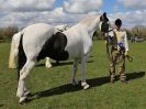 Image 124 in WORLD HORSE WELFARE SHOWING SHOW. 17 APRIL 2016