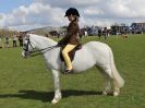 Image 133 in WORLD HORSE WELFARE SHOWING SHOW. 17 APRIL 2016