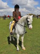 Image 135 in WORLD HORSE WELFARE SHOWING SHOW. 17 APRIL 2016