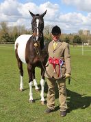 Image 137 in WORLD HORSE WELFARE SHOWING SHOW. 17 APRIL 2016