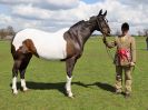 Image 139 in WORLD HORSE WELFARE SHOWING SHOW. 17 APRIL 2016