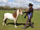 Image 140 in WORLD HORSE WELFARE SHOWING SHOW. 17 APRIL 2016