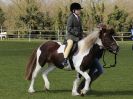 Image 143 in WORLD HORSE WELFARE SHOWING SHOW. 17 APRIL 2016