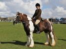 Image 147 in WORLD HORSE WELFARE SHOWING SHOW. 17 APRIL 2016