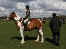 Image 150 in WORLD HORSE WELFARE SHOWING SHOW. 17 APRIL 2016