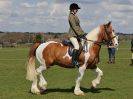 Image 151 in WORLD HORSE WELFARE SHOWING SHOW. 17 APRIL 2016
