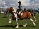 Image 153 in WORLD HORSE WELFARE SHOWING SHOW. 17 APRIL 2016