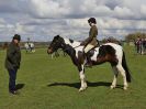 Image 154 in WORLD HORSE WELFARE SHOWING SHOW. 17 APRIL 2016