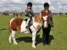 Image 167 in WORLD HORSE WELFARE SHOWING SHOW. 17 APRIL 2016