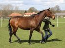 Image 174 in WORLD HORSE WELFARE SHOWING SHOW. 17 APRIL 2016