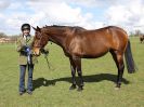 Image 176 in WORLD HORSE WELFARE SHOWING SHOW. 17 APRIL 2016