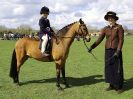 Image 193 in WORLD HORSE WELFARE SHOWING SHOW. 17 APRIL 2016