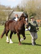 Image 195 in WORLD HORSE WELFARE SHOWING SHOW. 17 APRIL 2016