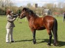 Image 196 in WORLD HORSE WELFARE SHOWING SHOW. 17 APRIL 2016