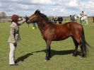 Image 197 in WORLD HORSE WELFARE SHOWING SHOW. 17 APRIL 2016