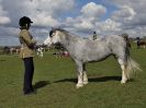 Image 198 in WORLD HORSE WELFARE SHOWING SHOW. 17 APRIL 2016