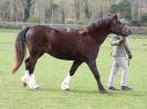 Image 202 in WORLD HORSE WELFARE SHOWING SHOW. 17 APRIL 2016