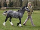 Image 204 in WORLD HORSE WELFARE SHOWING SHOW. 17 APRIL 2016
