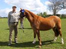 Image 207 in WORLD HORSE WELFARE SHOWING SHOW. 17 APRIL 2016