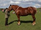 Image 213 in WORLD HORSE WELFARE SHOWING SHOW. 17 APRIL 2016