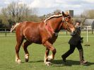 Image 214 in WORLD HORSE WELFARE SHOWING SHOW. 17 APRIL 2016