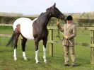 Image 22 in WORLD HORSE WELFARE SHOWING SHOW. 17 APRIL 2016