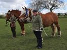 Image 221 in WORLD HORSE WELFARE SHOWING SHOW. 17 APRIL 2016