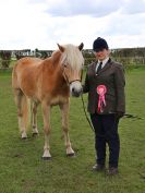 Image 224 in WORLD HORSE WELFARE SHOWING SHOW. 17 APRIL 2016
