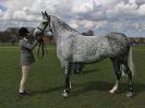Image 227 in WORLD HORSE WELFARE SHOWING SHOW. 17 APRIL 2016