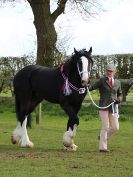 Image 235 in WORLD HORSE WELFARE SHOWING SHOW. 17 APRIL 2016