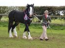 Image 236 in WORLD HORSE WELFARE SHOWING SHOW. 17 APRIL 2016