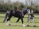 Image 237 in WORLD HORSE WELFARE SHOWING SHOW. 17 APRIL 2016