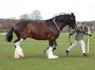 Image 238 in WORLD HORSE WELFARE SHOWING SHOW. 17 APRIL 2016