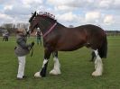 Image 240 in WORLD HORSE WELFARE SHOWING SHOW. 17 APRIL 2016