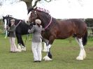Image 241 in WORLD HORSE WELFARE SHOWING SHOW. 17 APRIL 2016