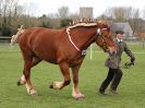 Image 242 in WORLD HORSE WELFARE SHOWING SHOW. 17 APRIL 2016