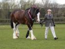 Image 254 in WORLD HORSE WELFARE SHOWING SHOW. 17 APRIL 2016