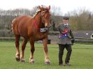 Image 255 in WORLD HORSE WELFARE SHOWING SHOW. 17 APRIL 2016