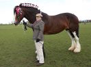 Image 256 in WORLD HORSE WELFARE SHOWING SHOW. 17 APRIL 2016