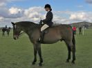Image 261 in WORLD HORSE WELFARE SHOWING SHOW. 17 APRIL 2016